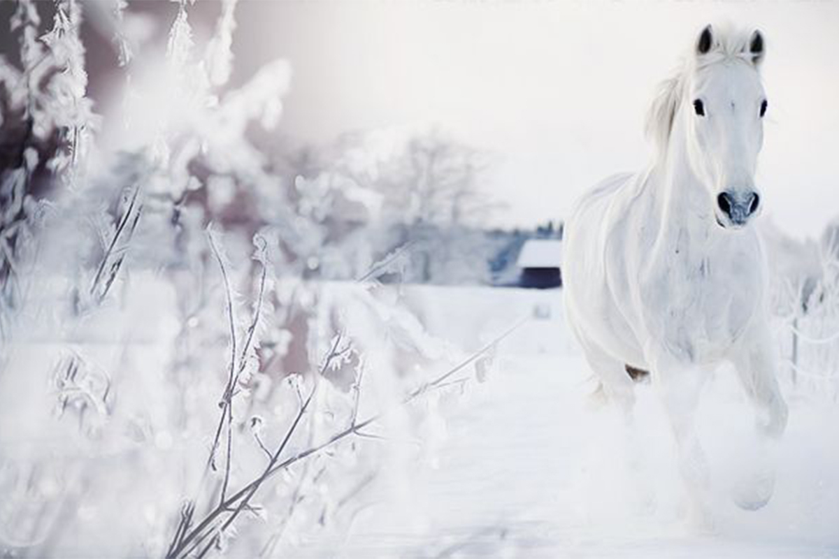 white_horse_23