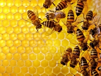 Včely, med a medovina
