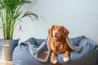 Obdobie šteniatok, viete ako najlepšie vychovať to svoje?