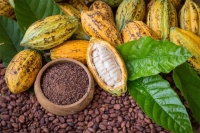 Zaujímavosti o kakaovníku s nepečeným receptom