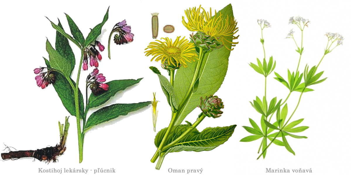 bylinky  zs 1200x600