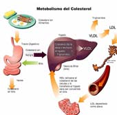 >> Móda >> Aktuálne >> Cholesterol 