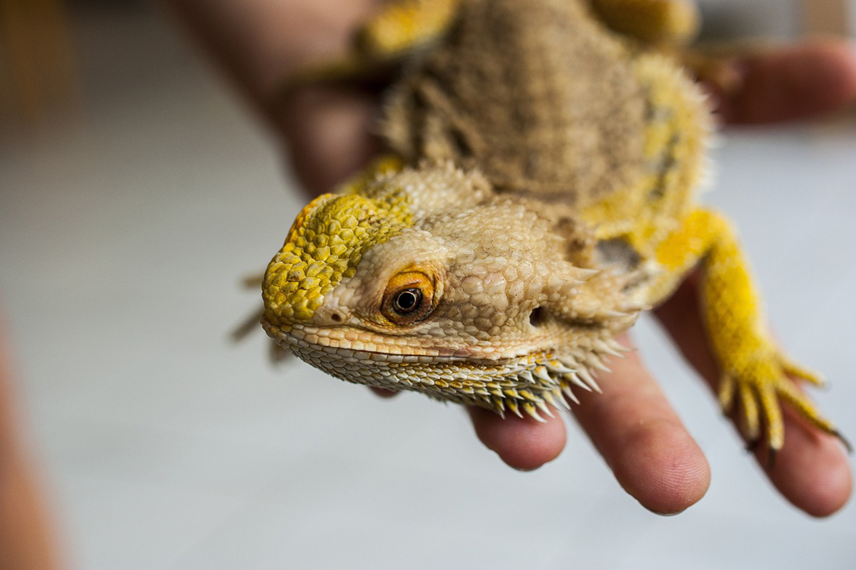 1_agama_pixabay