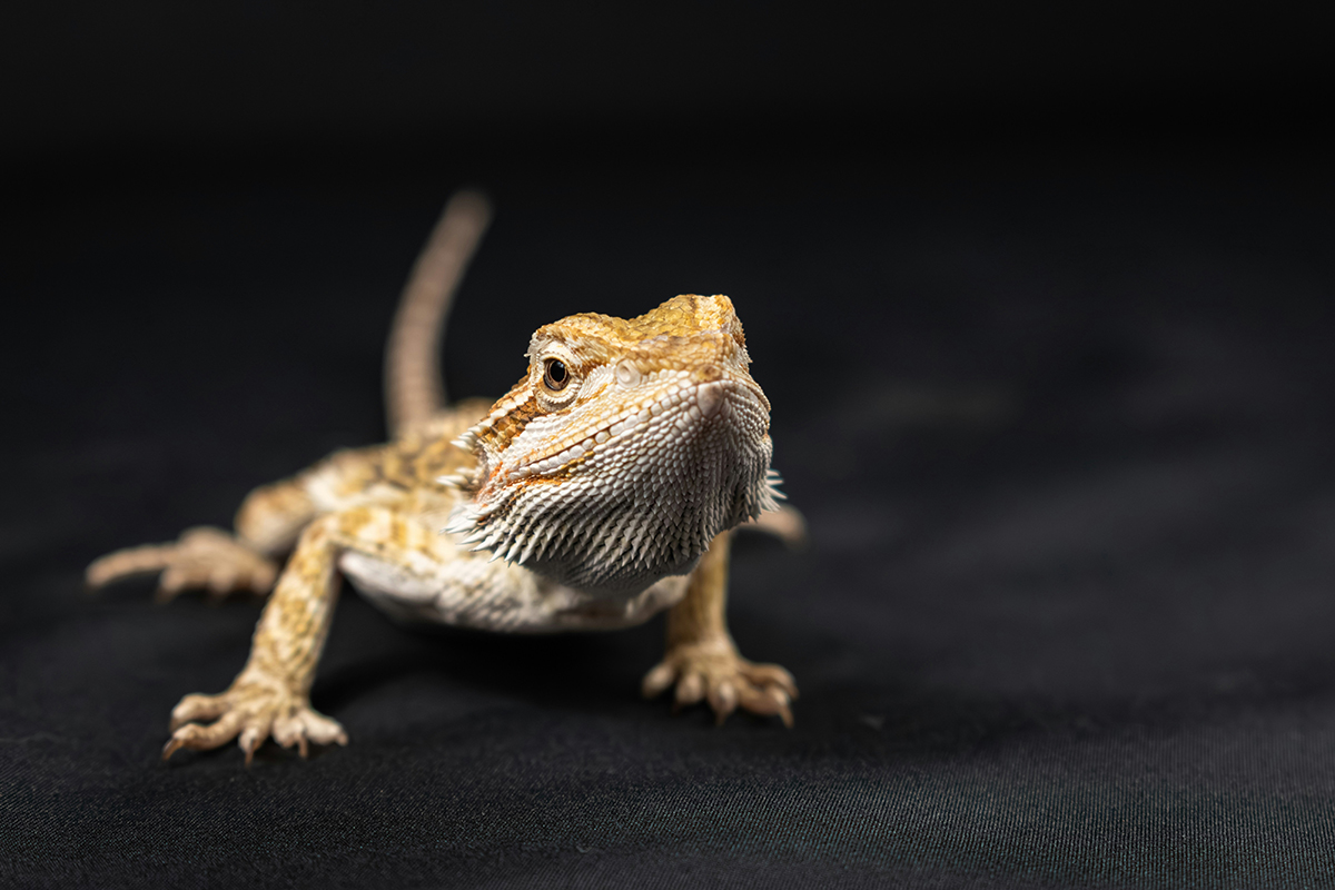 2_agama_unsplash