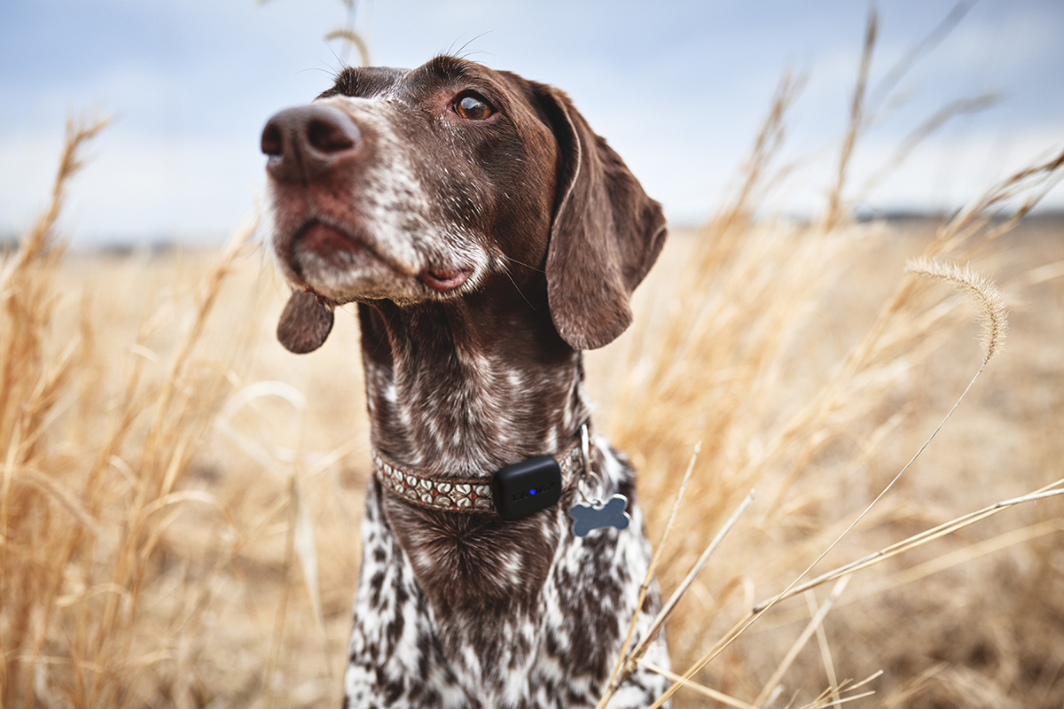 adobestock_dog_22