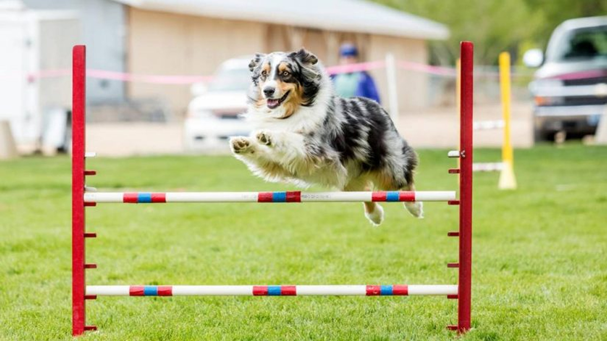 agility_dog20