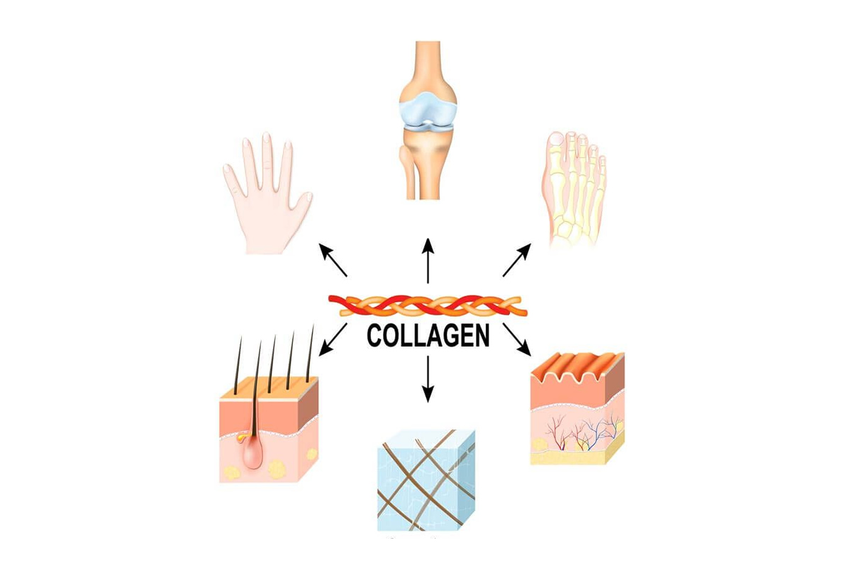 collagen_2020