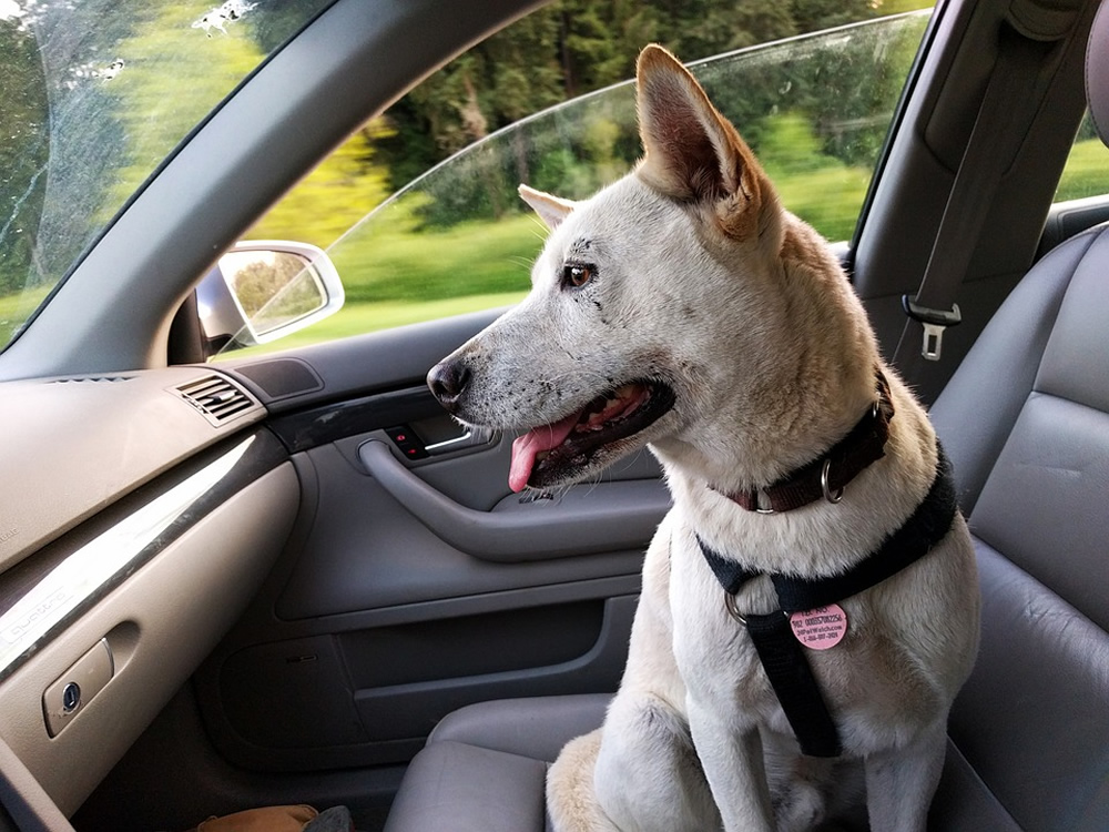 dog_in_car_1_17