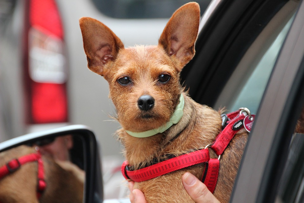 dog in car 3 17