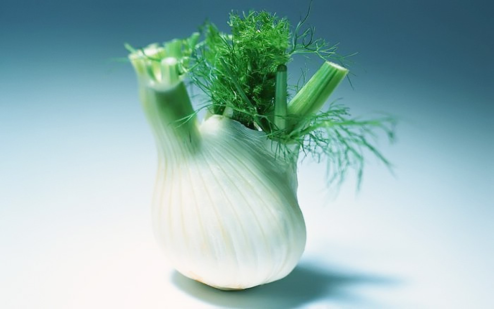 fennel19