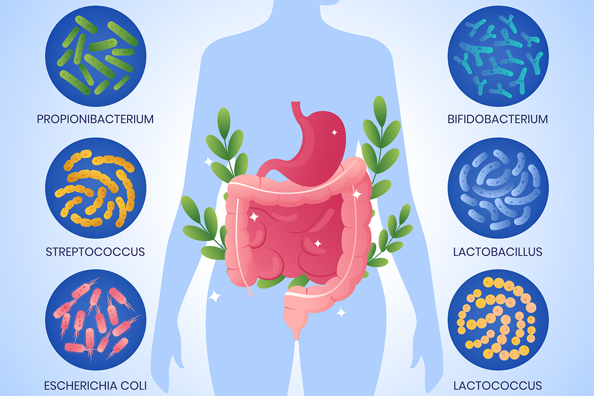 freepik_bacteria_probiotic_26