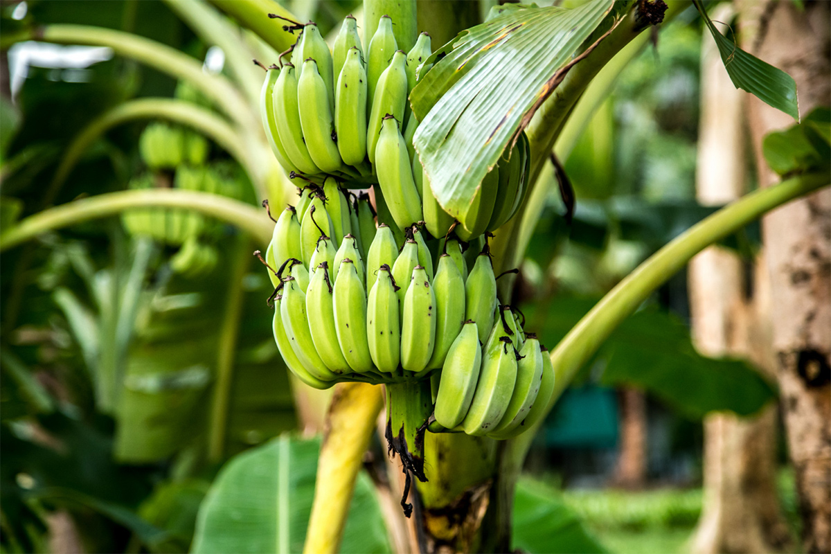 freepik_banana_tree_23