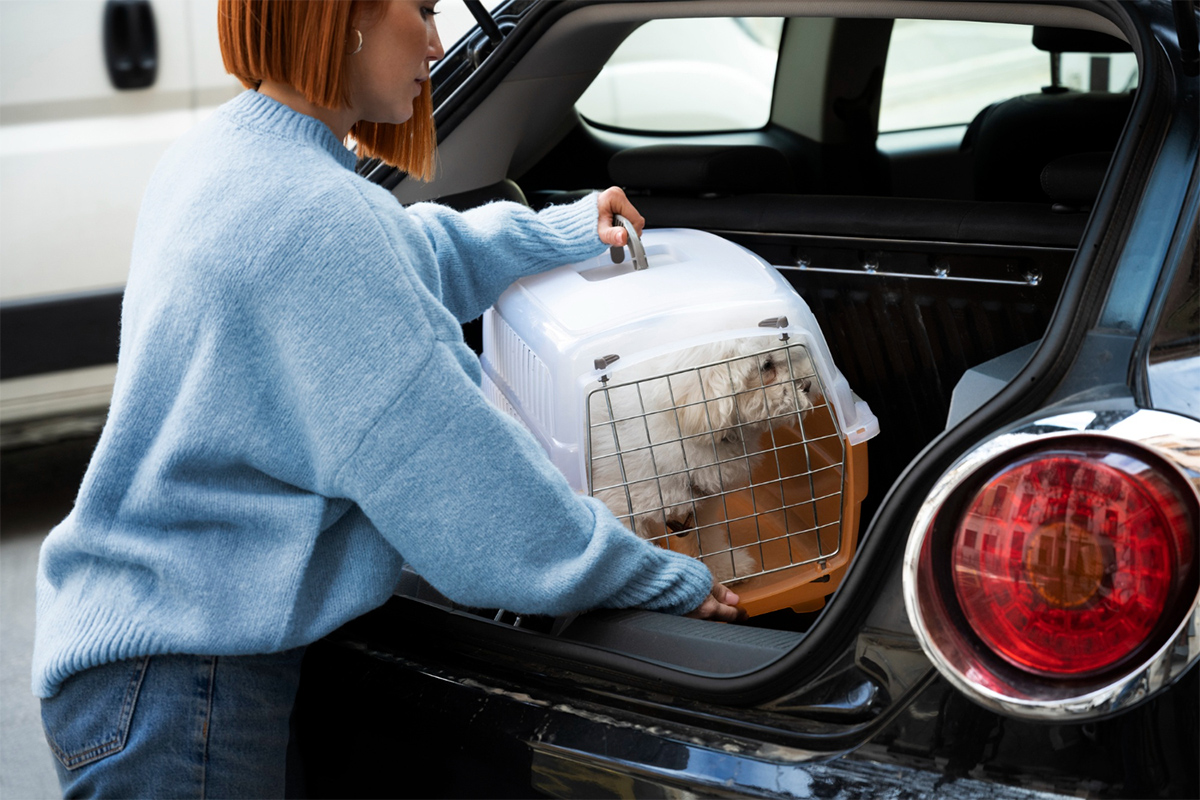 freepik_dog_in_car_725