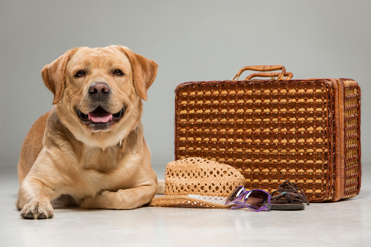 freepik_dog_travel_24