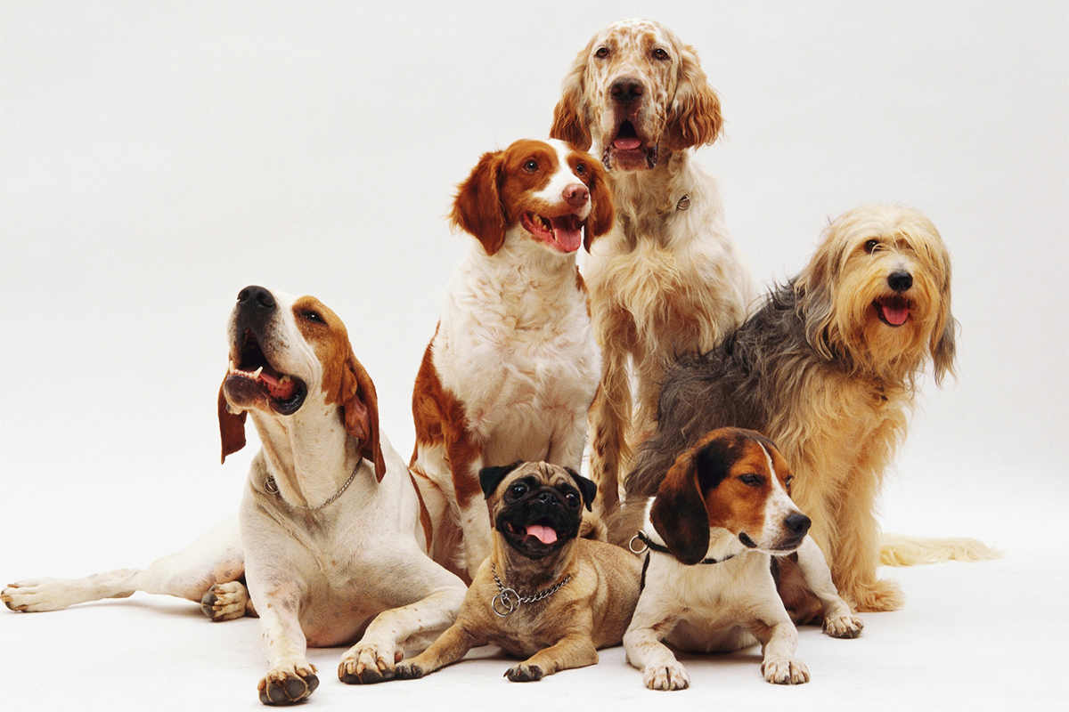 freepik_dogs_823