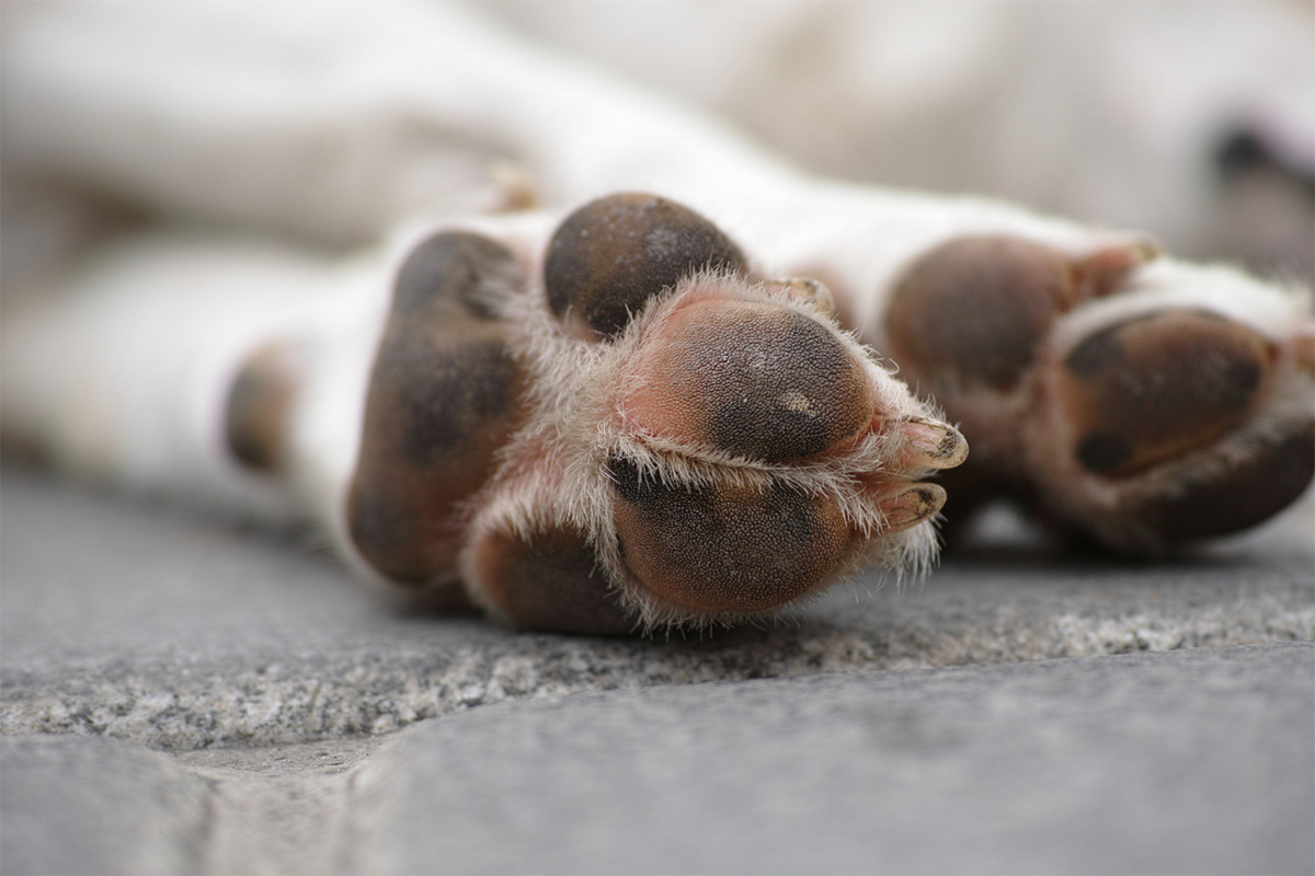 freepik_dogs_paws