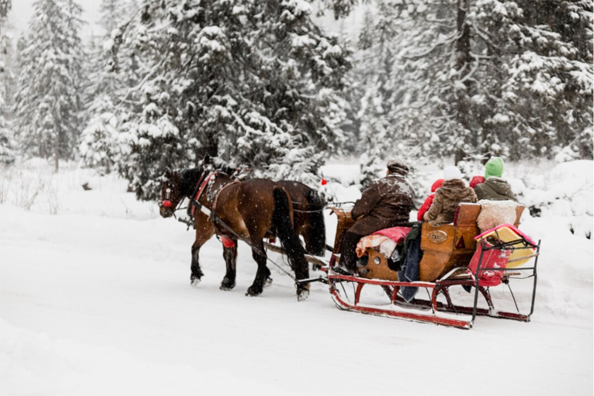 freepik_horses_slight_winter