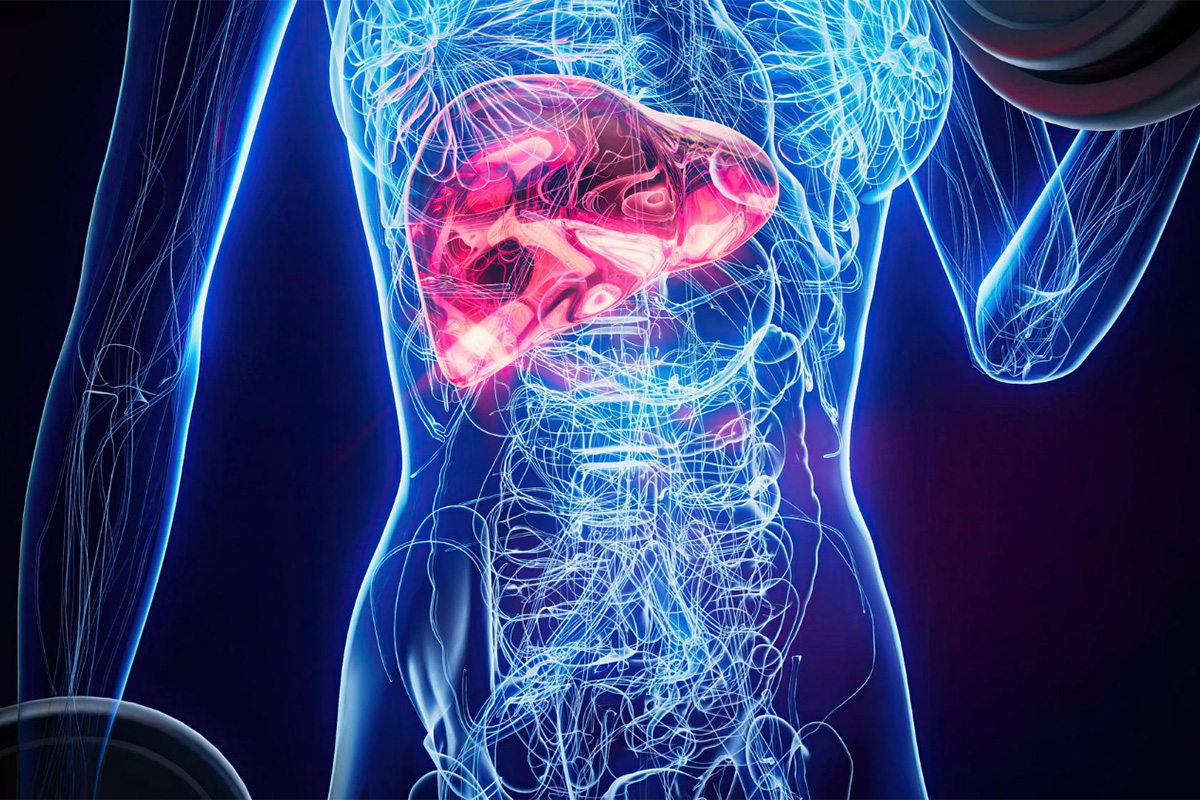 freepik_human_liver_w26