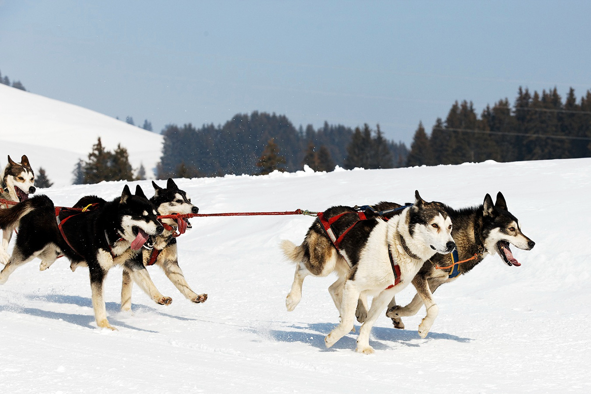 freepik_husky_race_mountain_winter