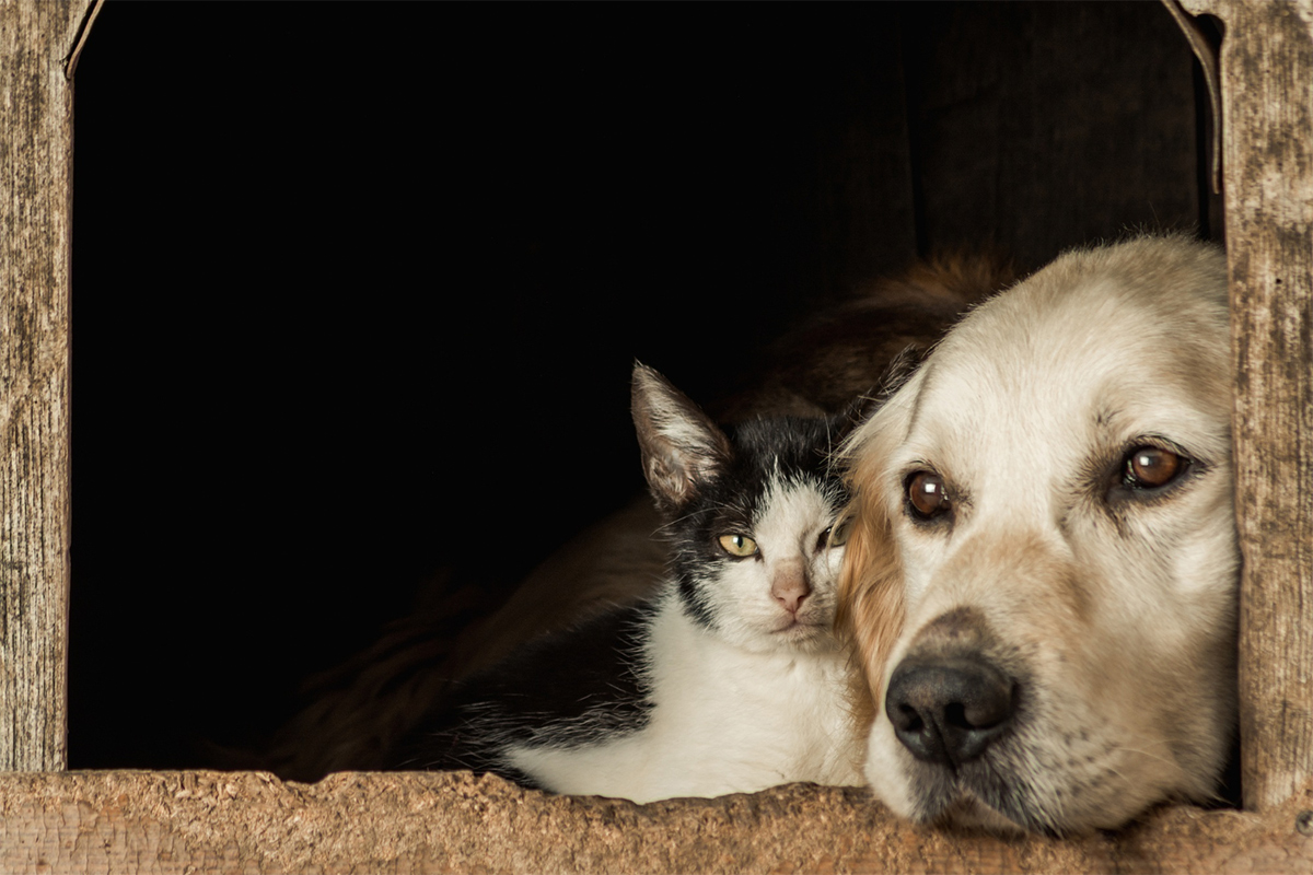 freepik_old_cat_dog_23