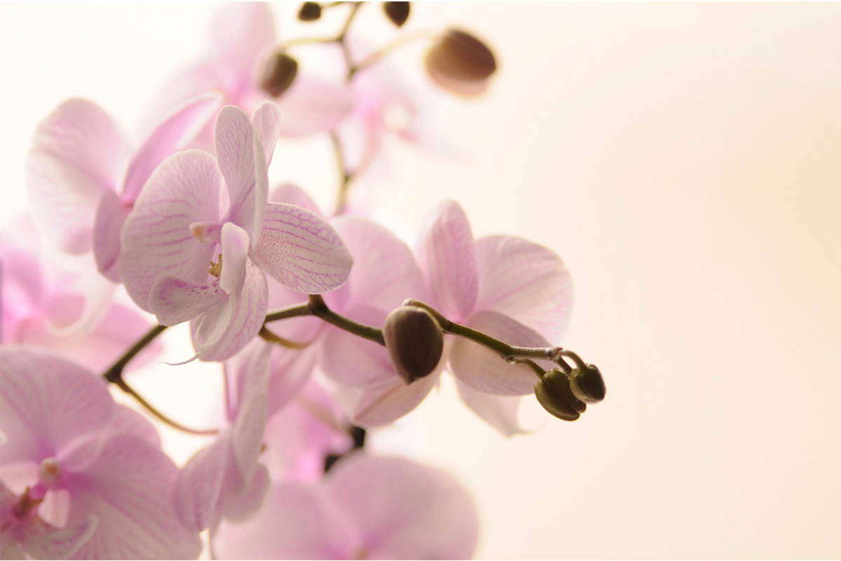 freepik_orchid_1_23