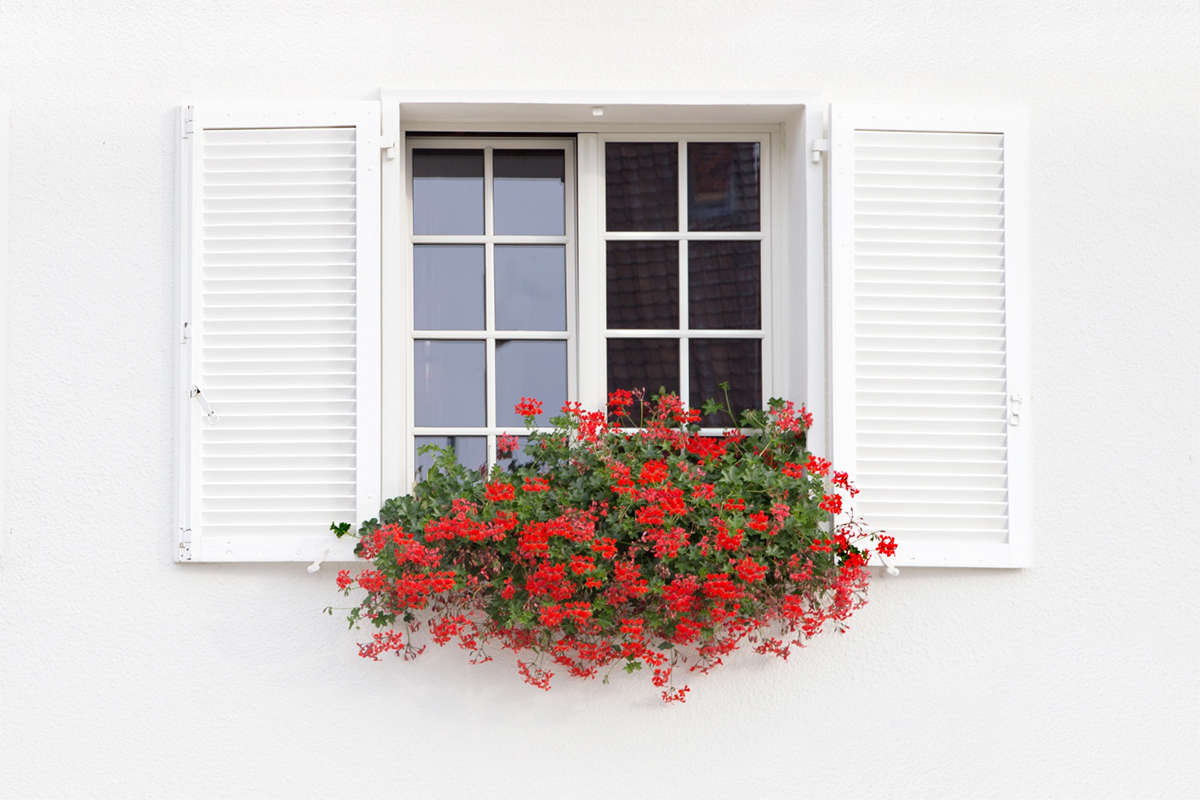 freepik_pelargonie_window