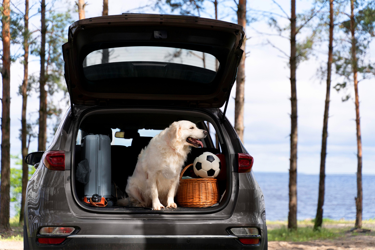 freepik_trip_dog25