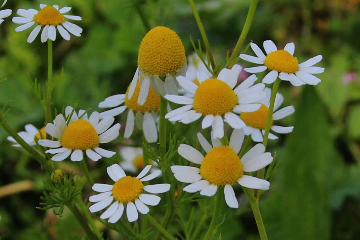 matricaria chamomilla l