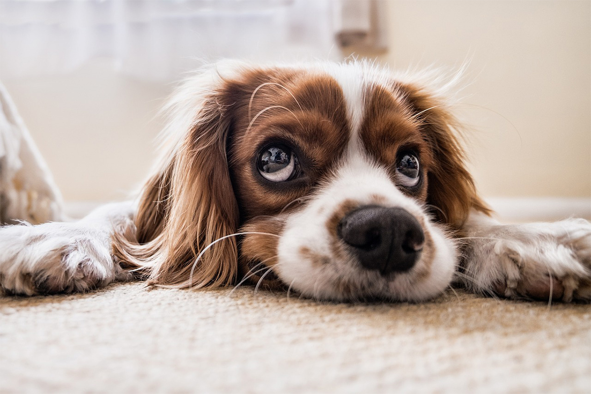 pixabay_dog_25
