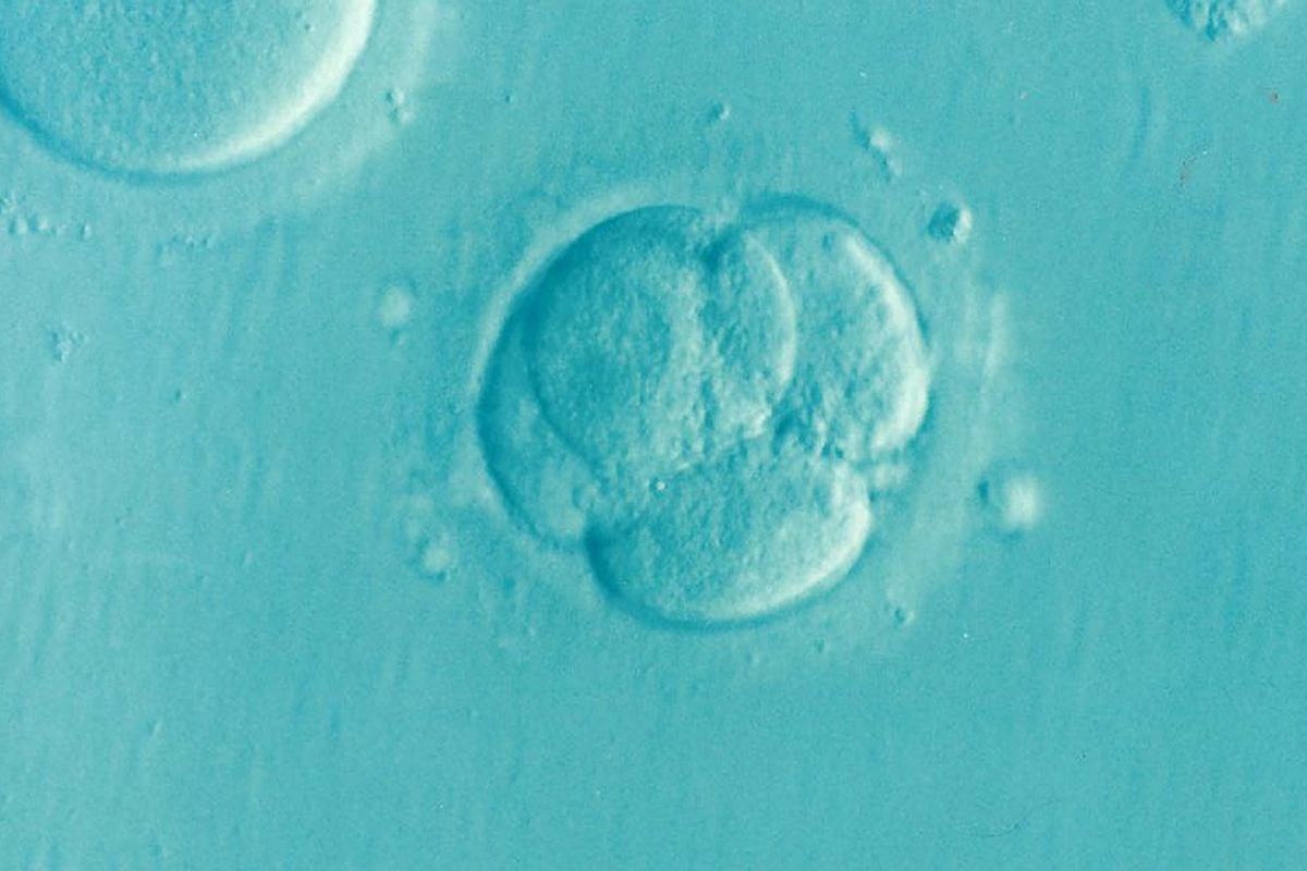 pixabay_embryo