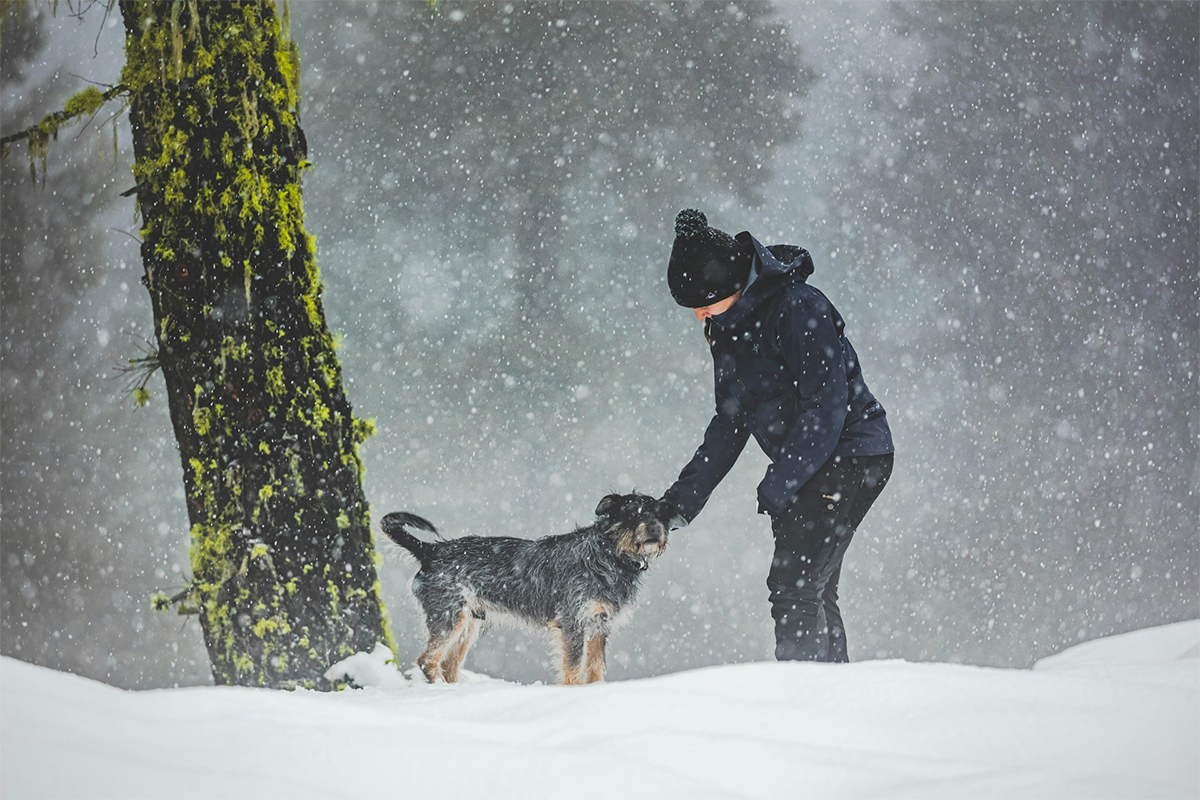 unsplash_winter_dog_w_26
