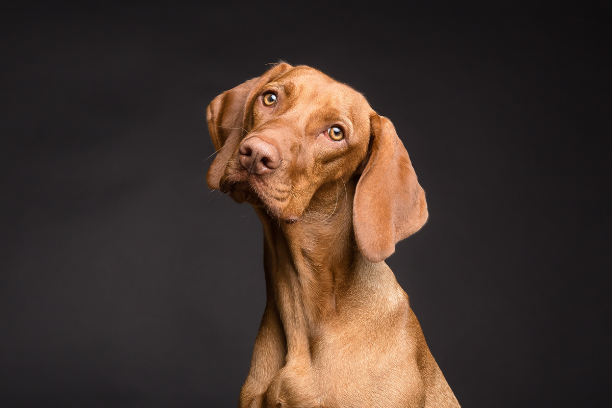 vizsla_19