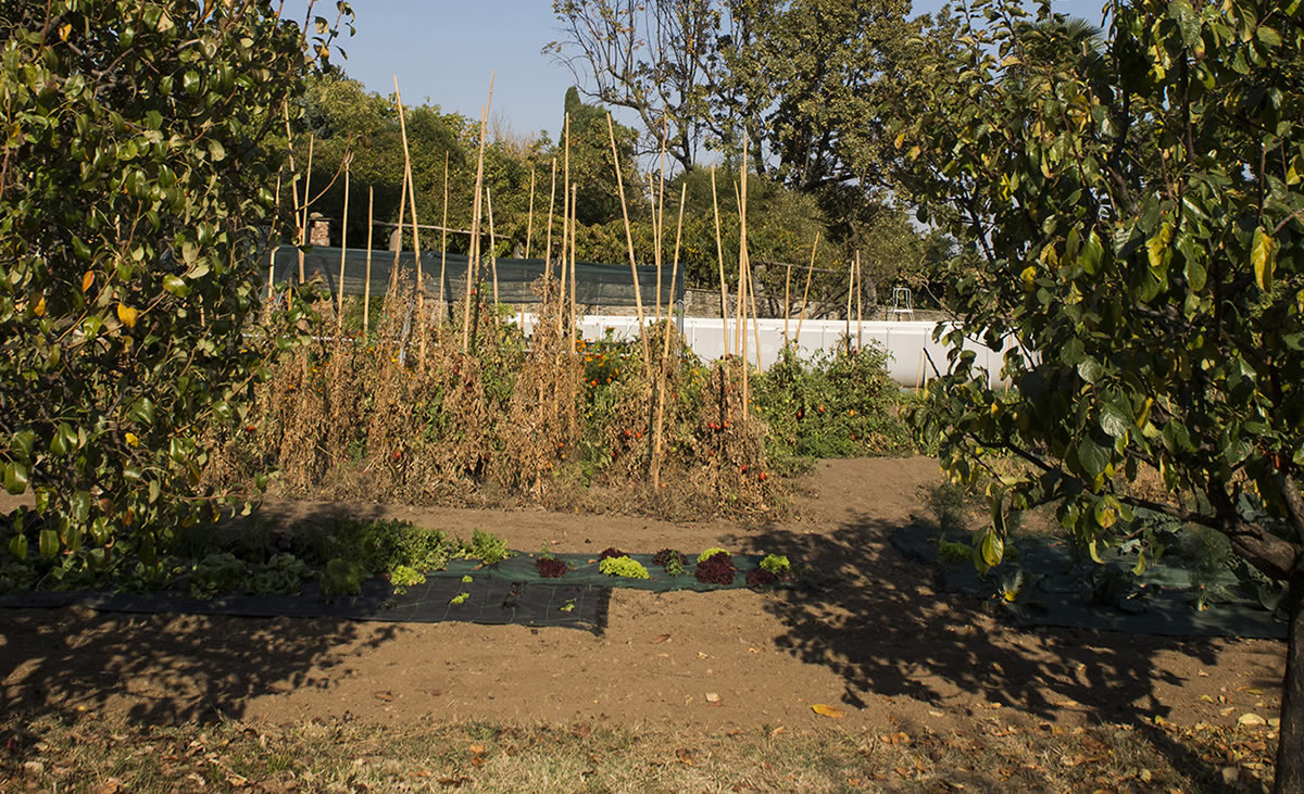 zeleninova zahrada0919