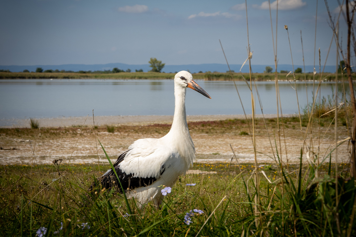 4_burgenland_25_hafeschner