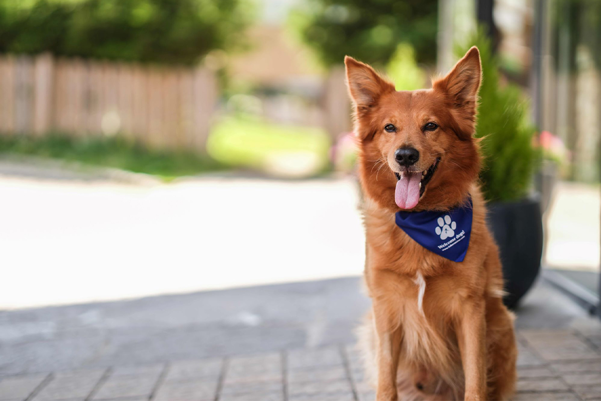 5_croazia_falk_dog_24