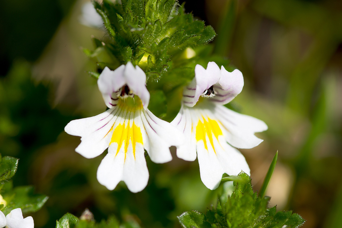 eyebright_23