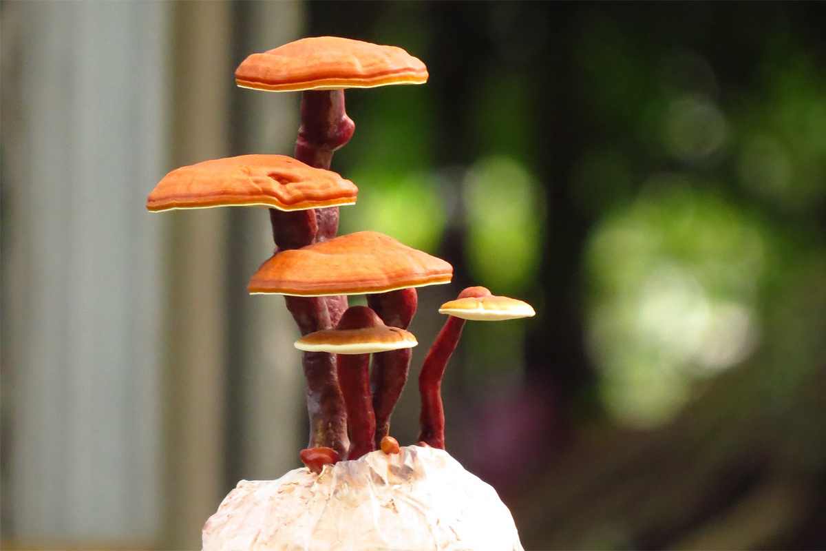 ganoderma_lucidum