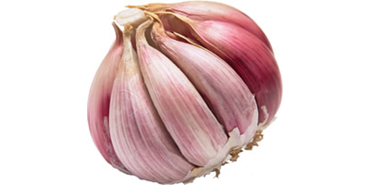 garlic_1_24