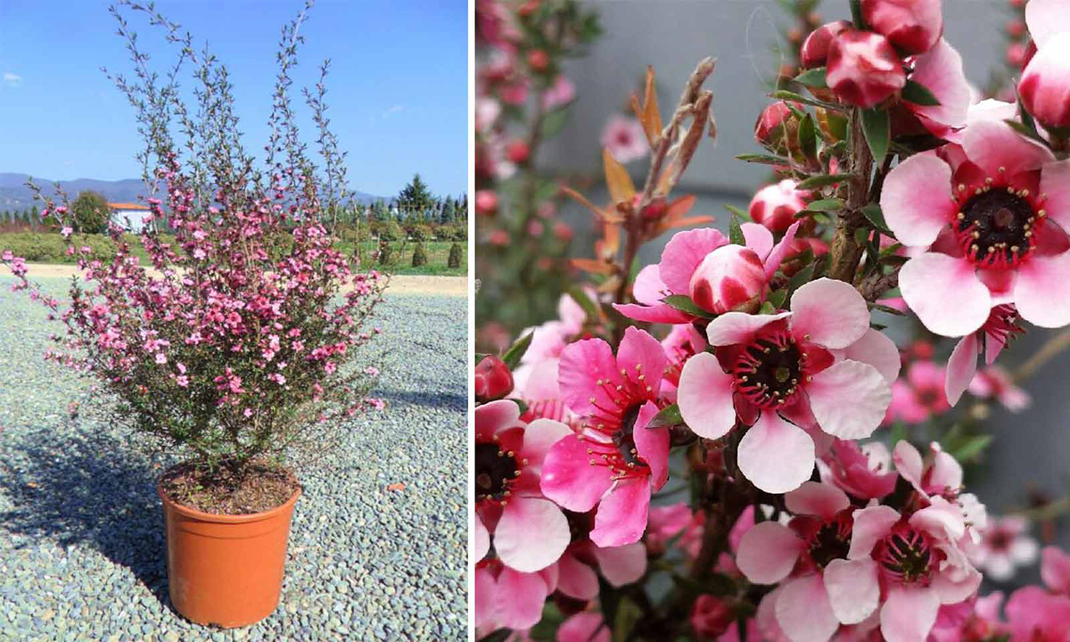 manuka_leptospermum_scoparium