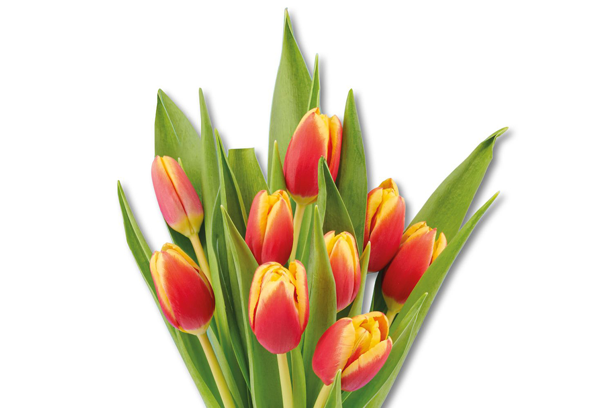mdz_tulipany
