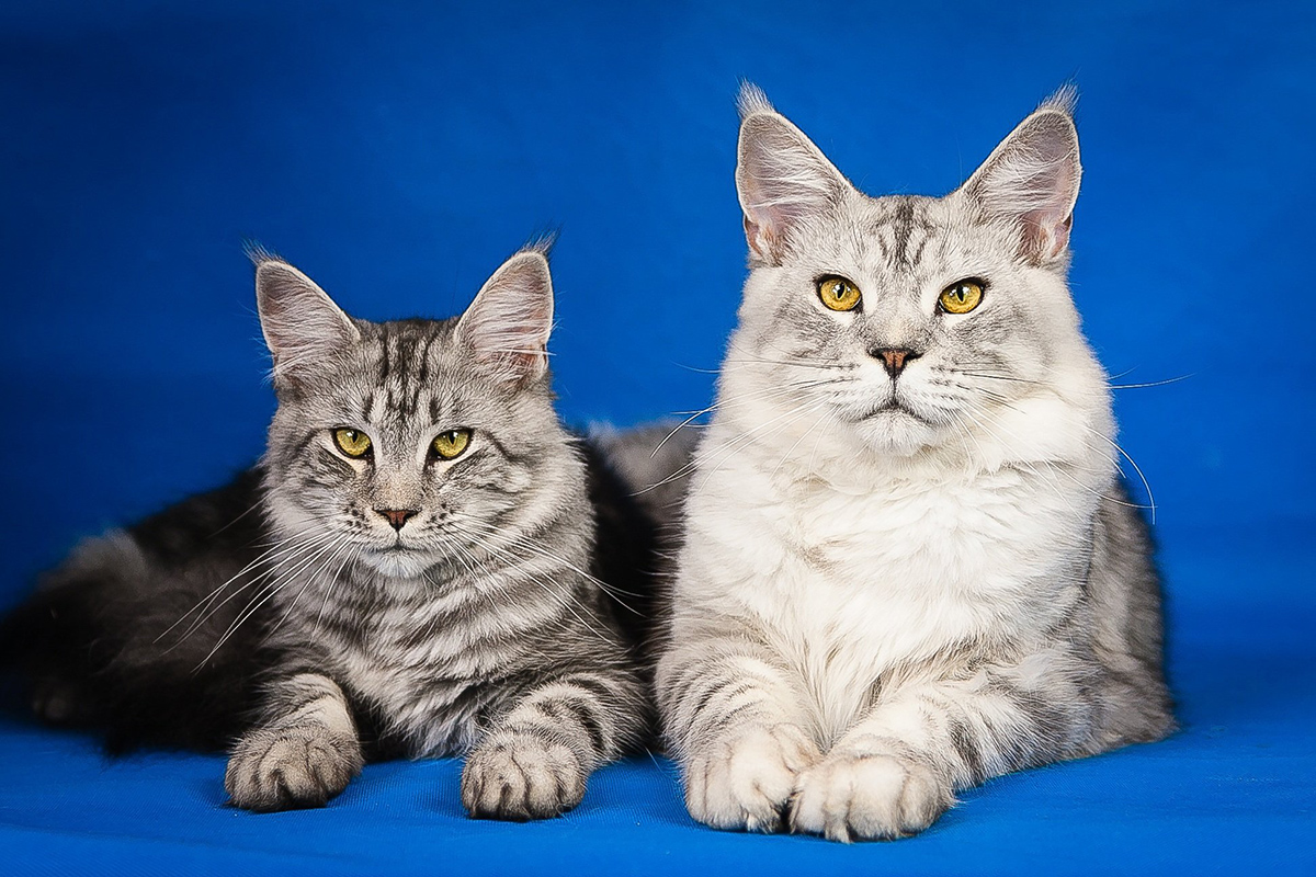 pixabay_cats_0726