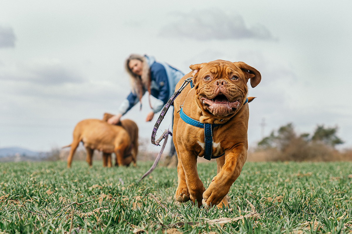 pixabay_dog_0726