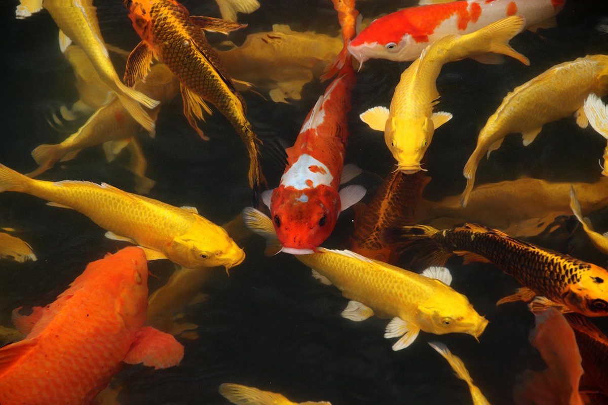 pixabay_koi_kapor