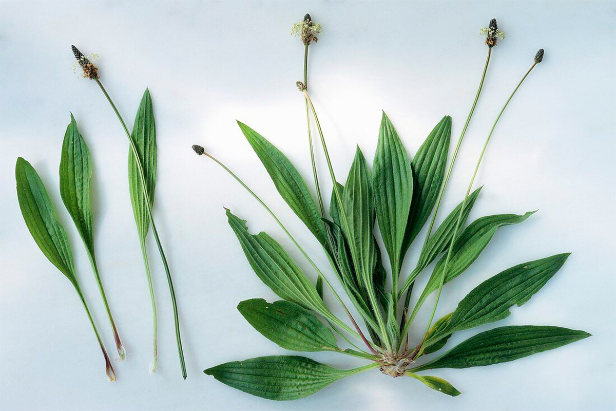 plantago_lanceolata_23