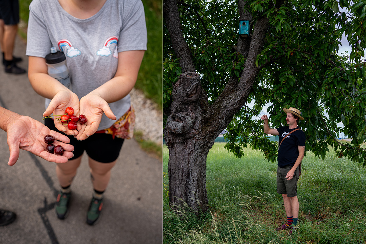 region_trnava_ceresne