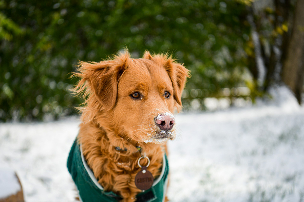unsplash_winter_dog