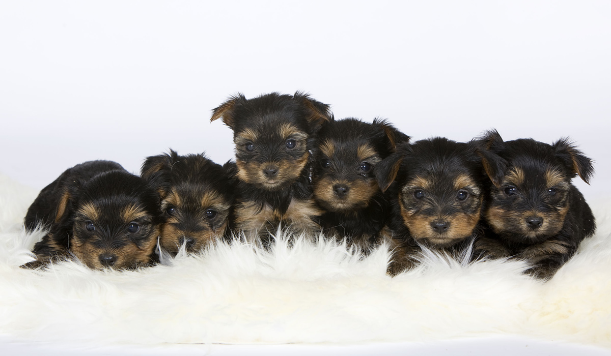 yorkshire terrier1200x700