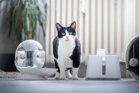 Prehĺta vaša mačka chlpy? Môže to byť nebezpečné!