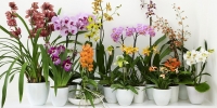 Orchidea