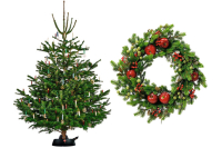 Správny stromček je základ Vianoc